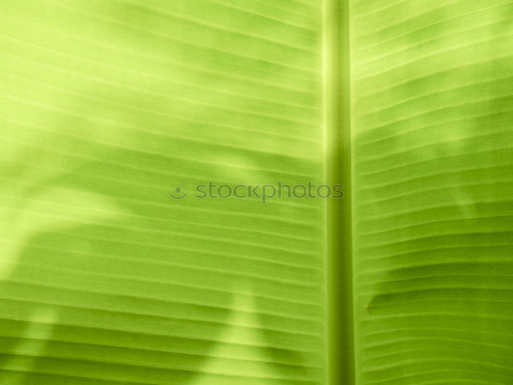 Similar – Image, Stock Photo Another Sweet Leaf Green