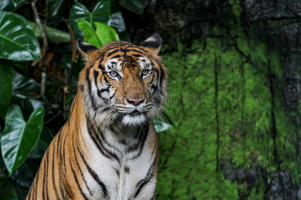 Close up side profile portrait of one young Siberian tiger