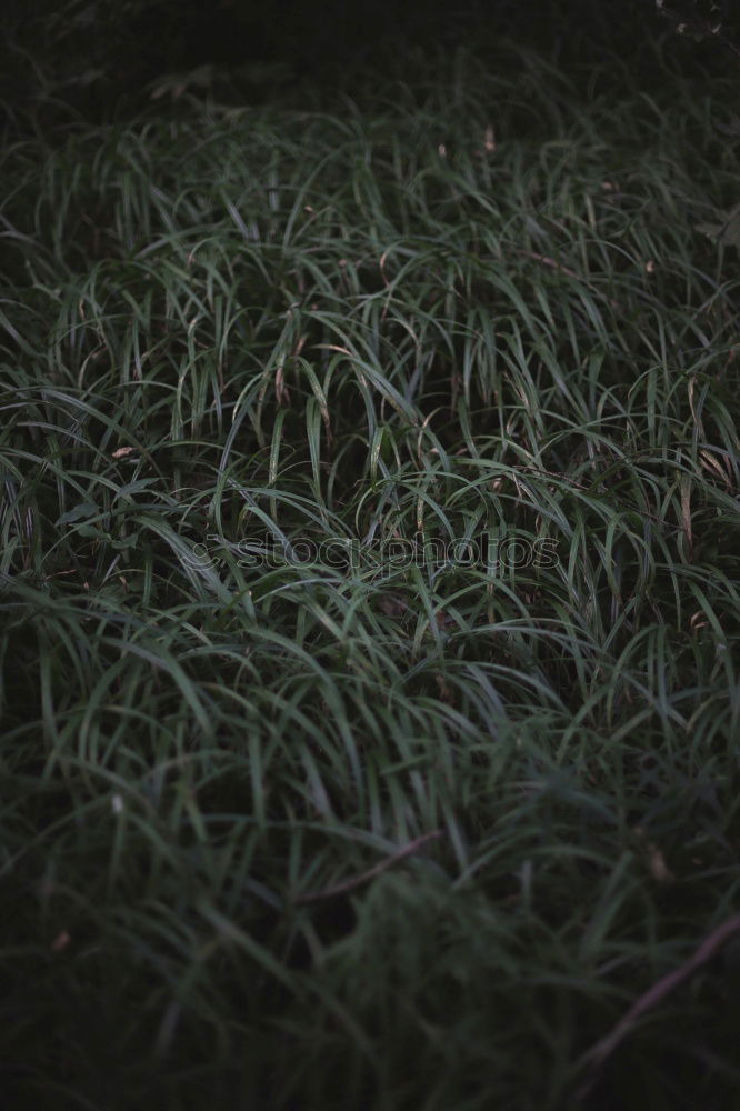 Similar – Image, Stock Photo the blue Nature Plant