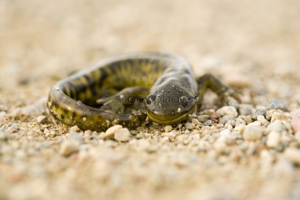 Similar – Image, Stock Photo I see you Adventure Safari