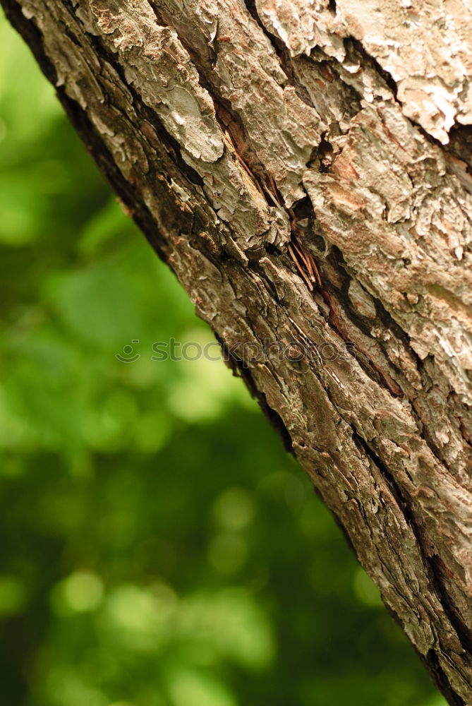 Similar – lizard Costa Rica Gecko