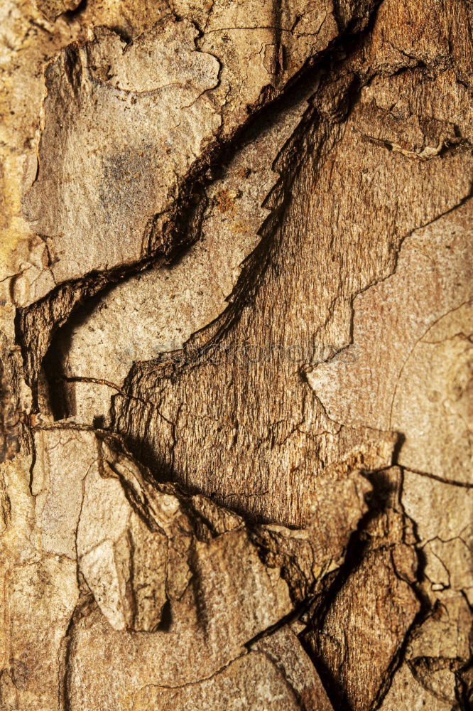 Image, Stock Photo tree growth Nature Plant