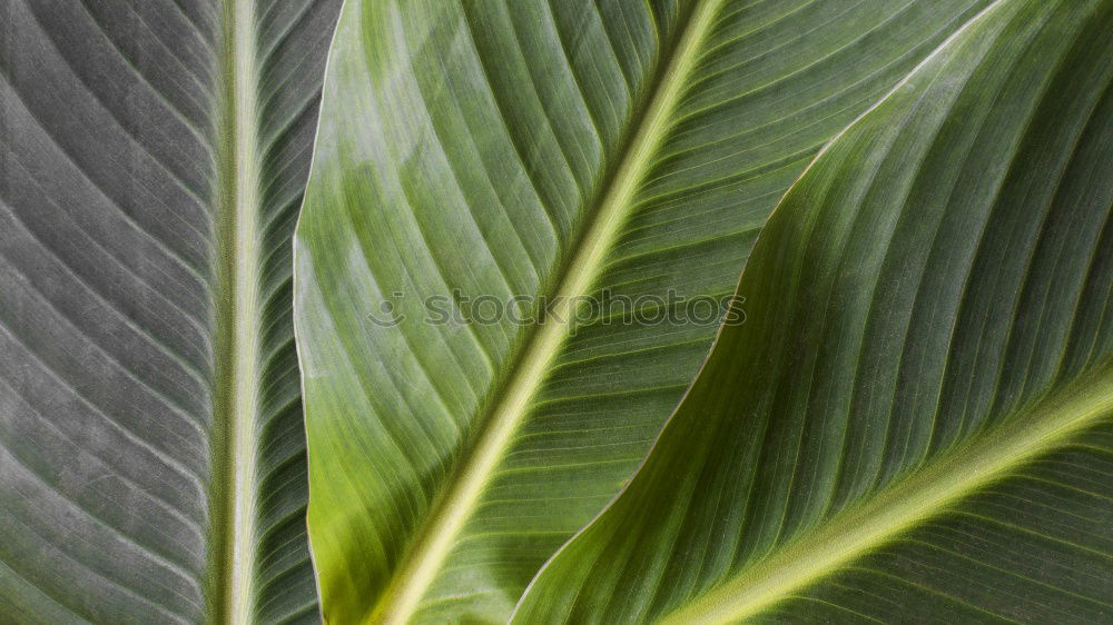 Similar – leaves Leaf Green Flower