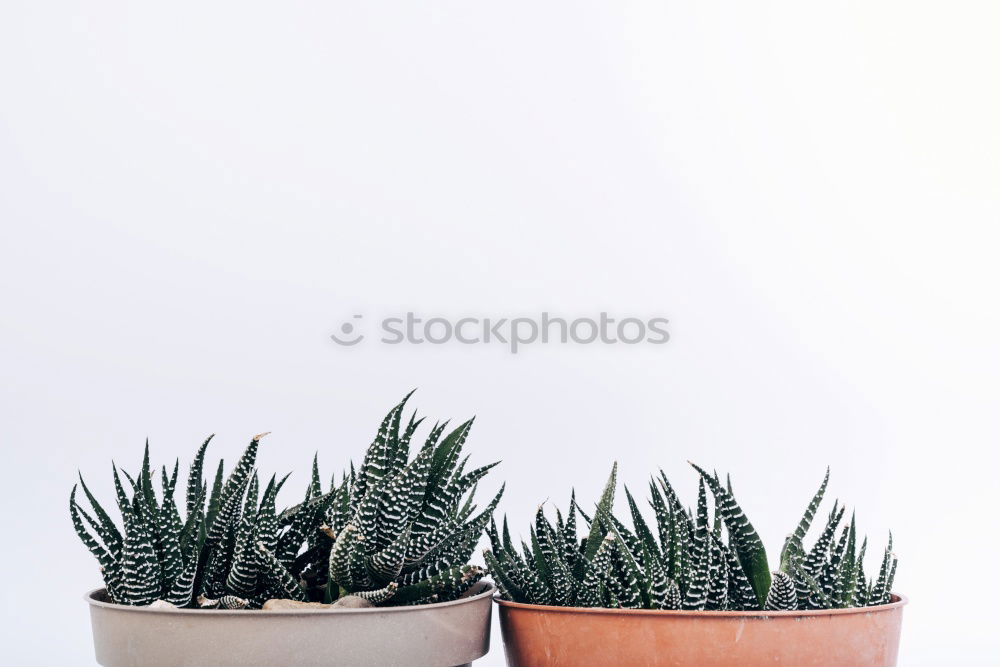 Aloe Vera plant in flower pot