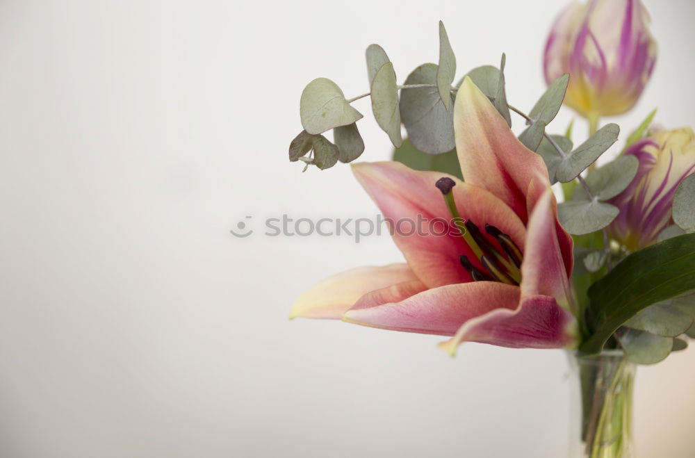 Similar – Image, Stock Photo birthday Bouquet Flower