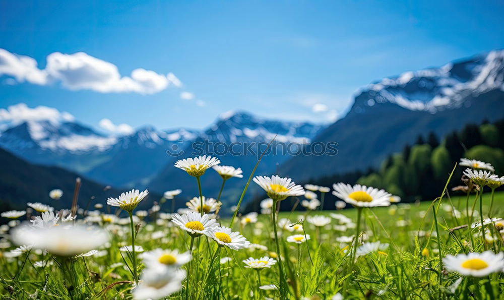 Similar – happy lovers on Holiday in the alps mountains