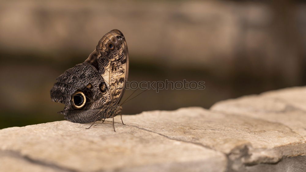 Similar – Foto Bild nachtfalter? Schmetterling