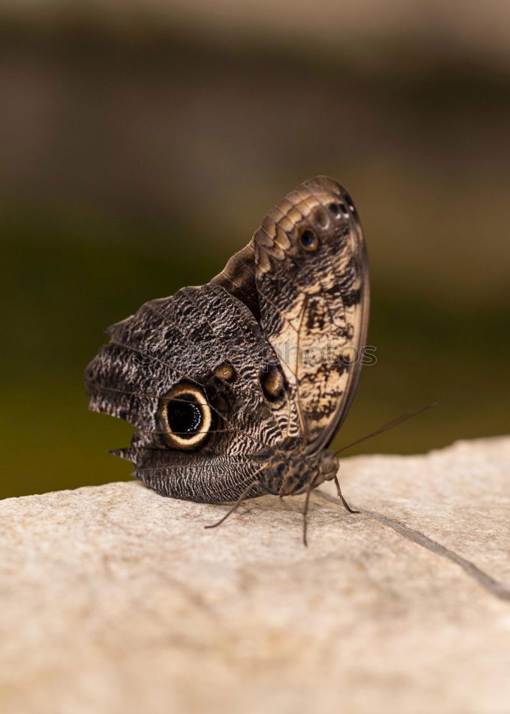 Similar – Foto Bild nachtfalter? Schmetterling