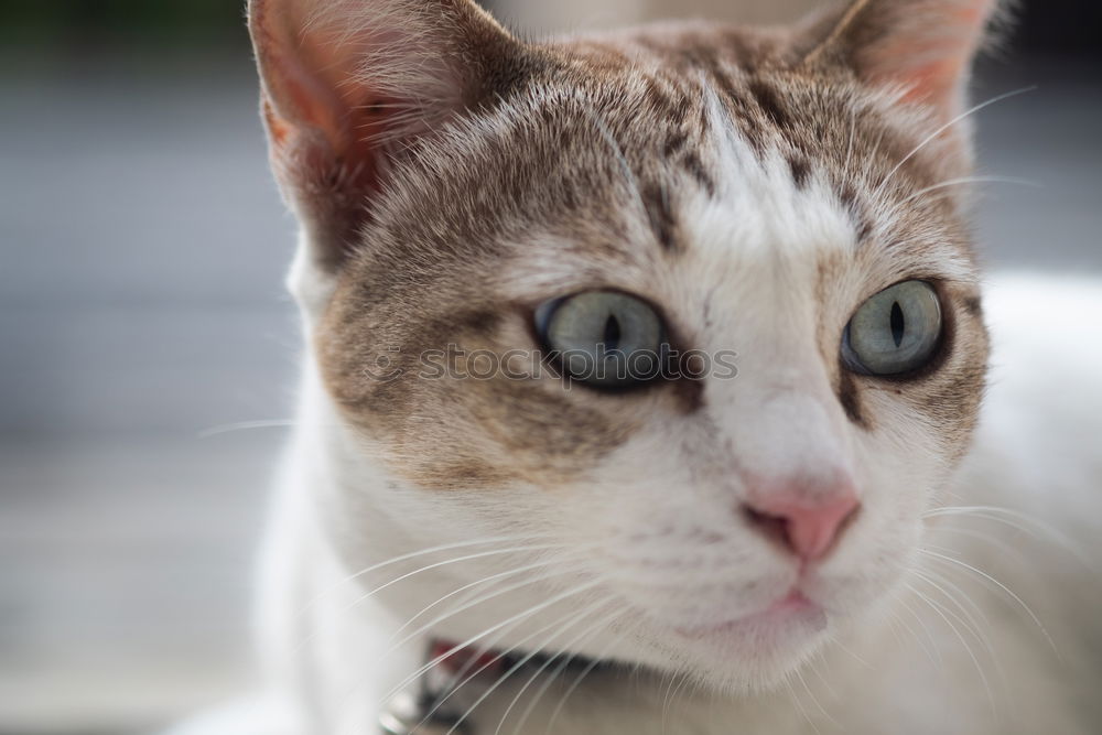 Image, Stock Photo look at me Pet Desire cat
