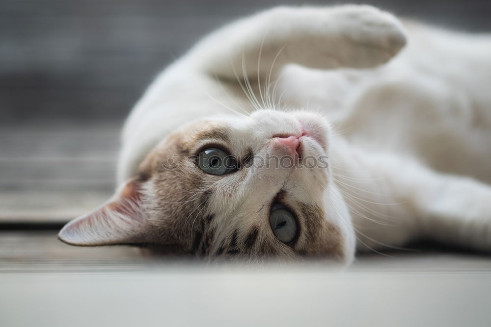 Similar – Image, Stock Photo Low tiger cat with blue eyes