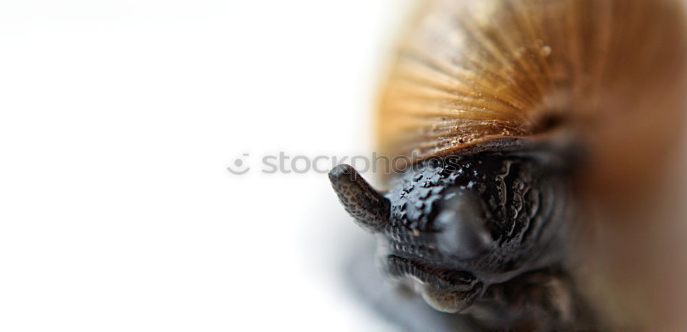 Similar – Image, Stock Photo Too much sun Sunflower