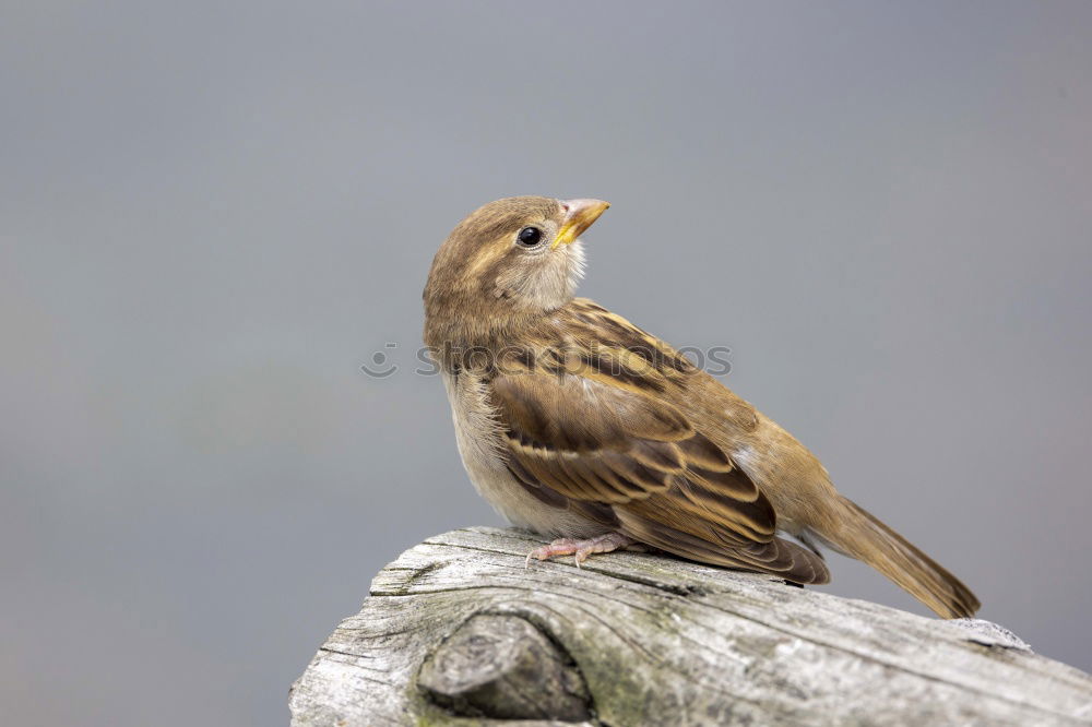 Similar – Image, Stock Photo Wren looks around Nature