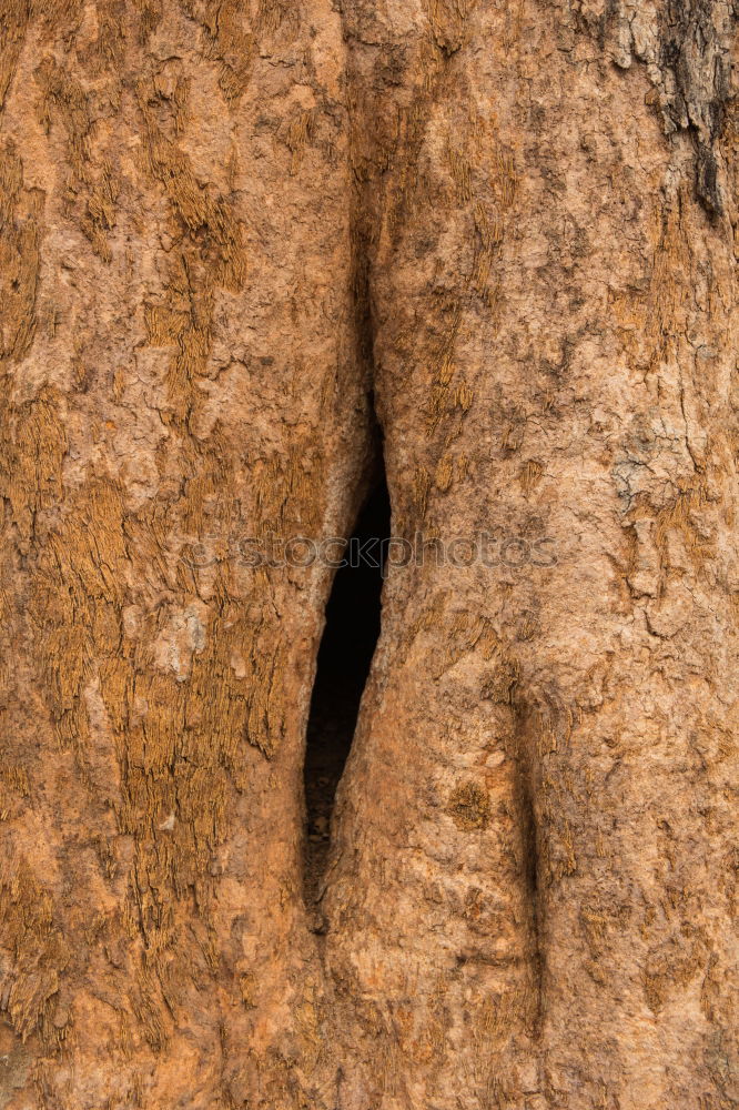 Similar – Image, Stock Photo tree growth Nature Plant