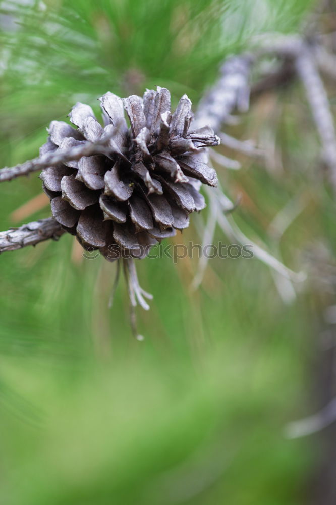 Similar – fir cones Nature Tree