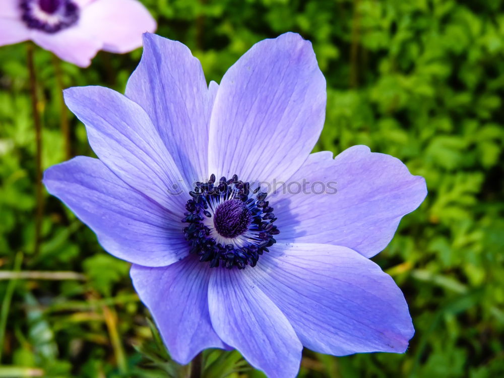 Similar – Blue crown anemone (Anemone coronaria)