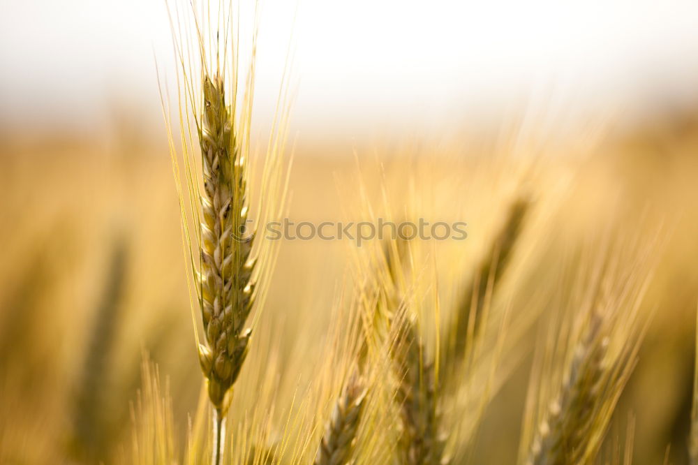 Similar – ein korn im kornfeld gelb