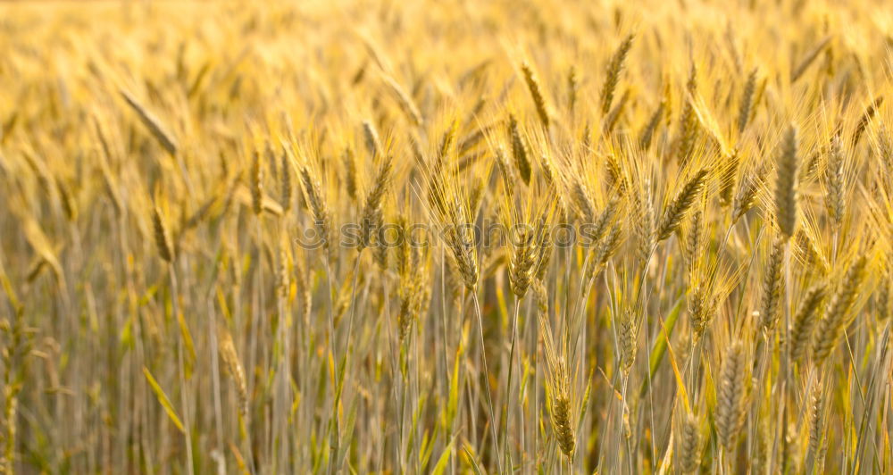 Similar – Cornfield 6 Landscape