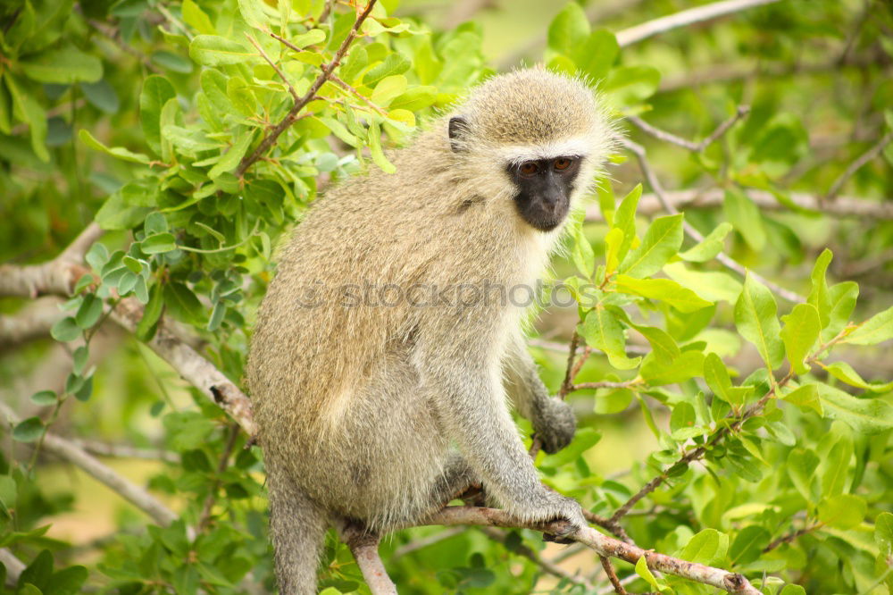 Similar – Three Animal portrait Blur