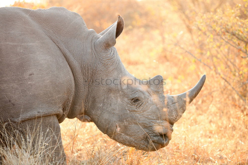 Similar – Image, Stock Photo rhinoceros Environment