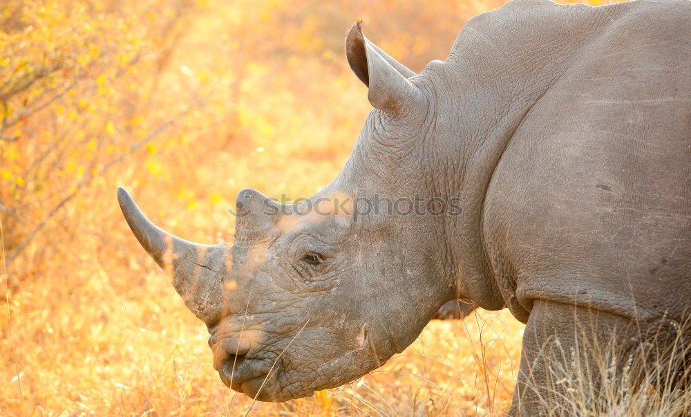 Similar – Image, Stock Photo rhinoceros Environment