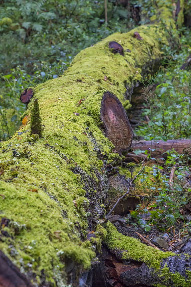 Similar – Bonaparte chestnut!