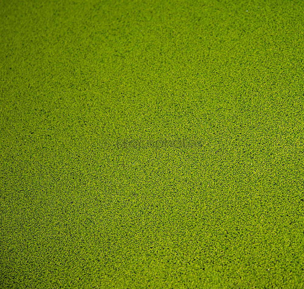 Similar – Foto Bild Fotonummer 160570