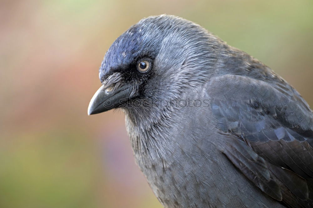 Similar – jackdaw Animal Jackdaw