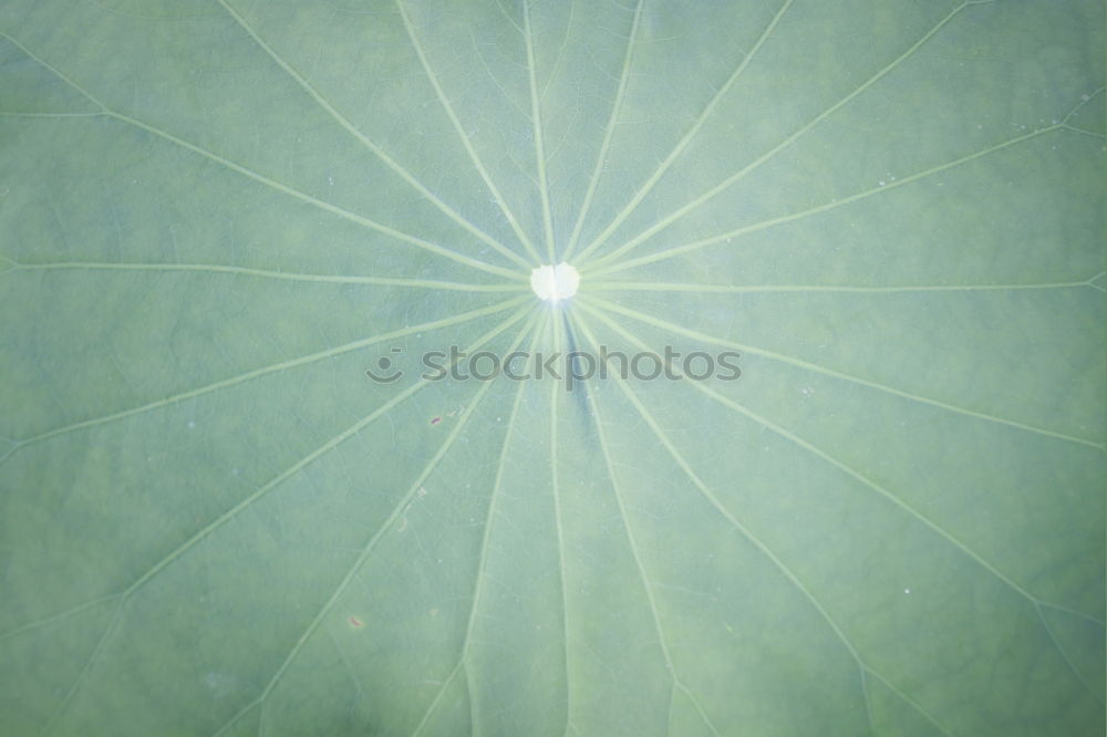 Similar – Image, Stock Photo stalk Stalk Cauliflower