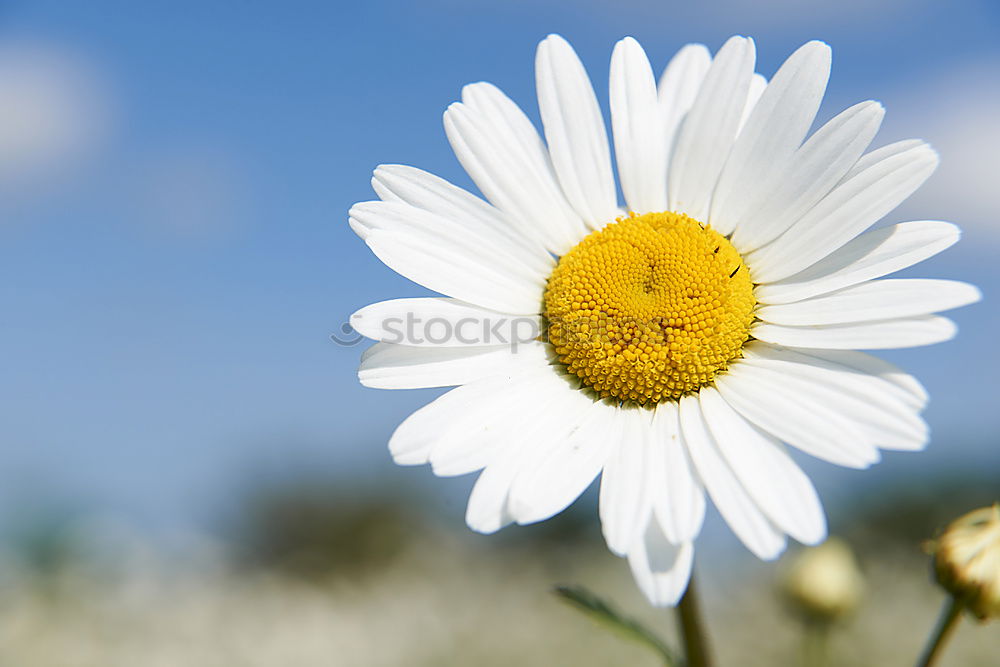 Similar – Foto Bild blauweißer Wunschtraum