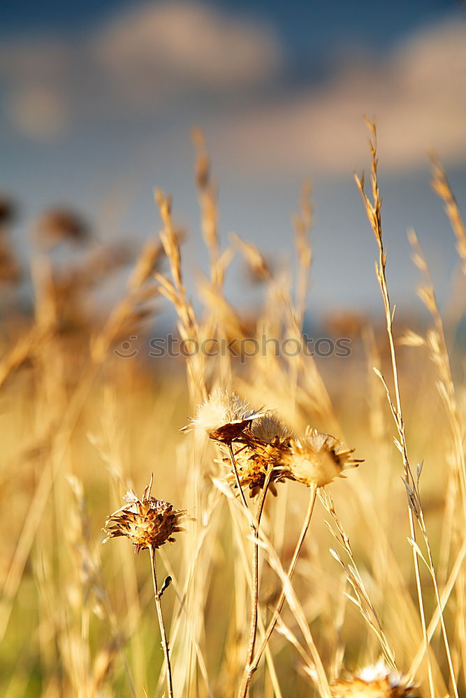 Similar – Image, Stock Photo Countryside landscape against light