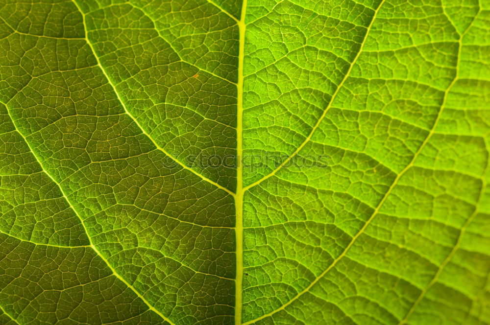 Similar – Image, Stock Photo green lung Environment