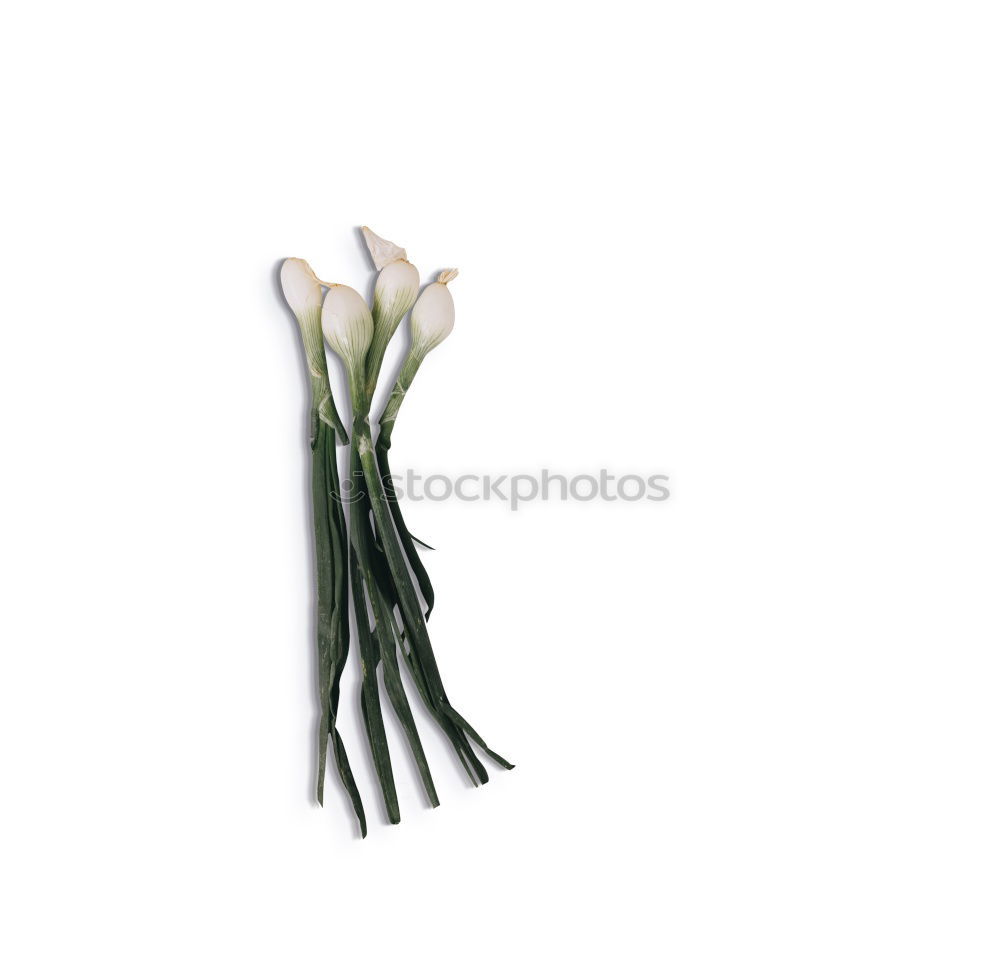 Similar – Image, Stock Photo tulipe #3 Tulip Flower