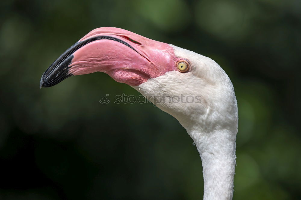 Similar – Look me in the eye. Stork