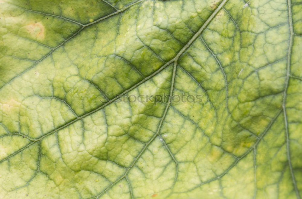 Similar – blattstruktur Blatt grün