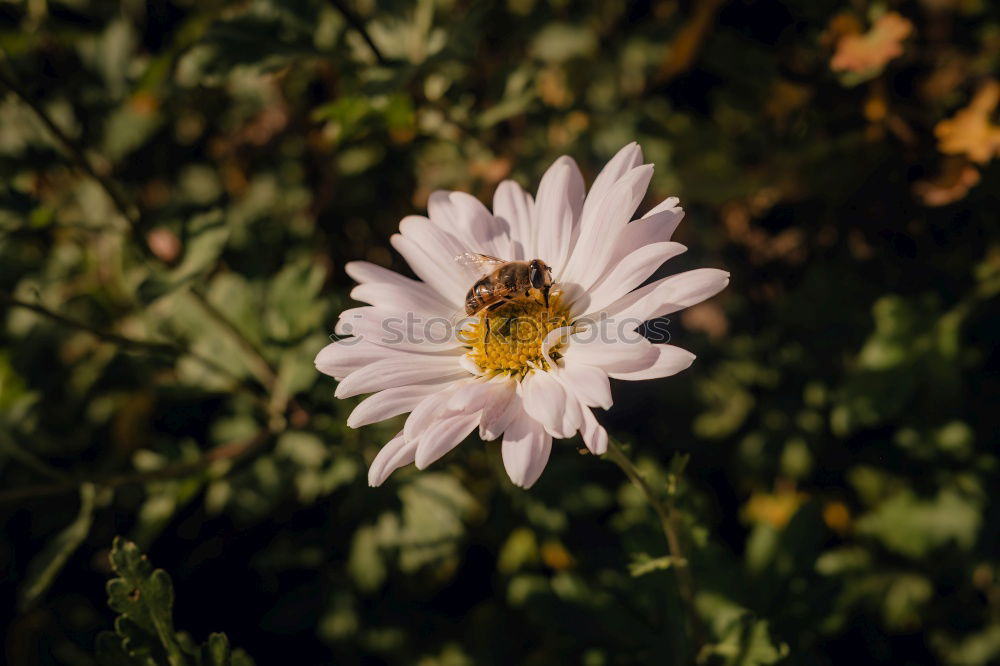 Similar – Rausch in Pink Umwelt