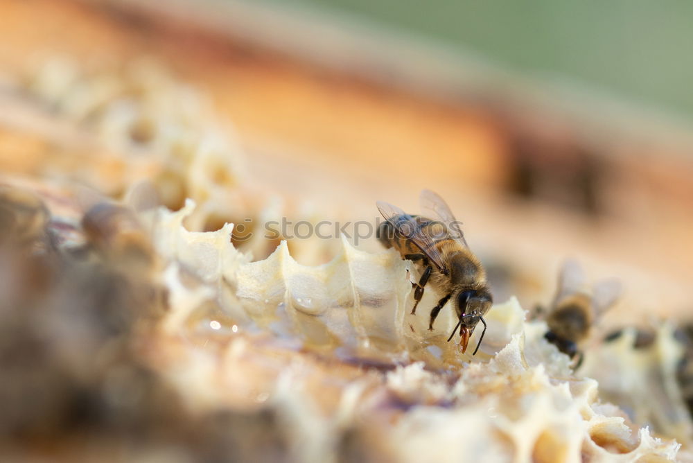 Similar – Image, Stock Photo Bees Frames Wax Honeycombs