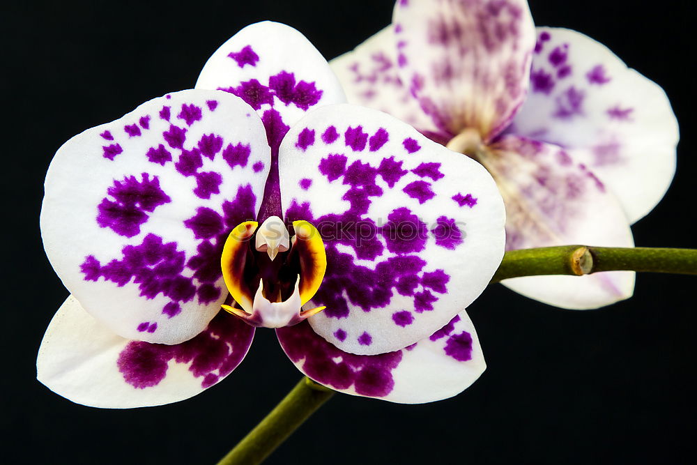 Similar – Phalaenopsis Blue Macro