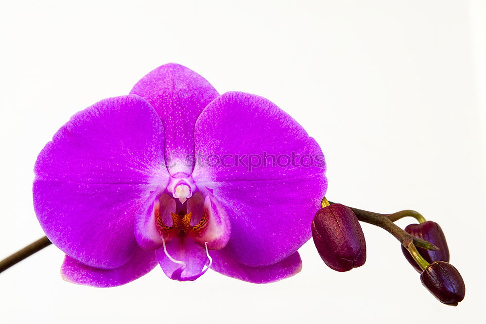 Similar – Phalaenopsis Blue Macro