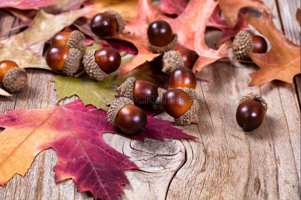 Similar – Image, Stock Photo #AS# Autumn table Art