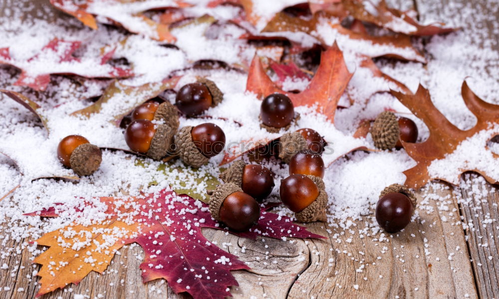 Similar – Image, Stock Photo autumn fruits Environment