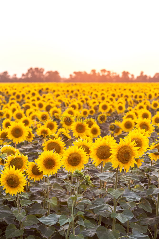 Similar – Sundown in the sunflower field