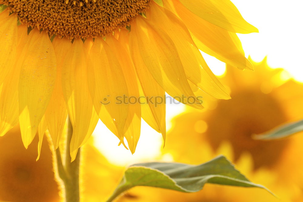 Similar – Sunflower Sonnenblumenöl