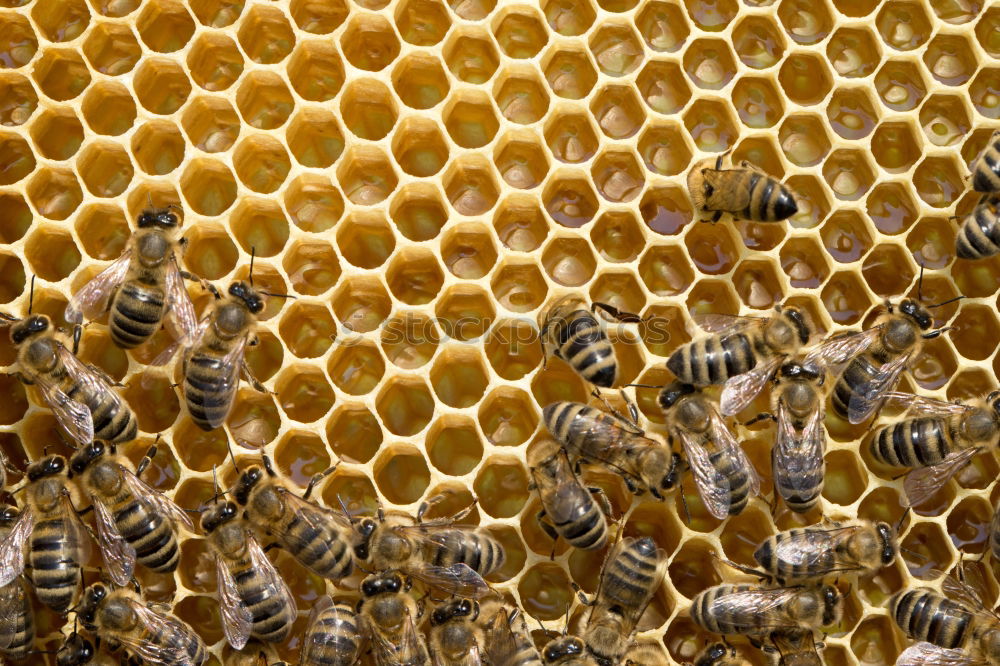 Similar – Image, Stock Photo Honey bees, bee; Apis; mellifera