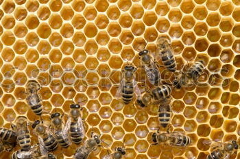 Image, Stock Photo Honey bees, bee; Apis; mellifera