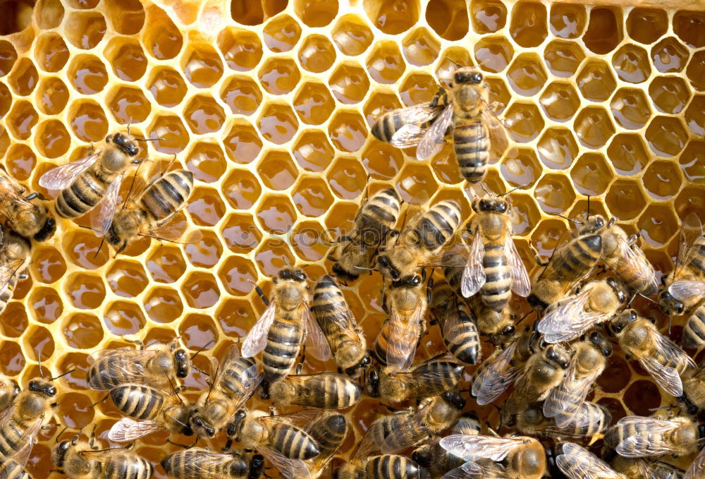 Similar – Image, Stock Photo Hive with bees. Beekeeping.