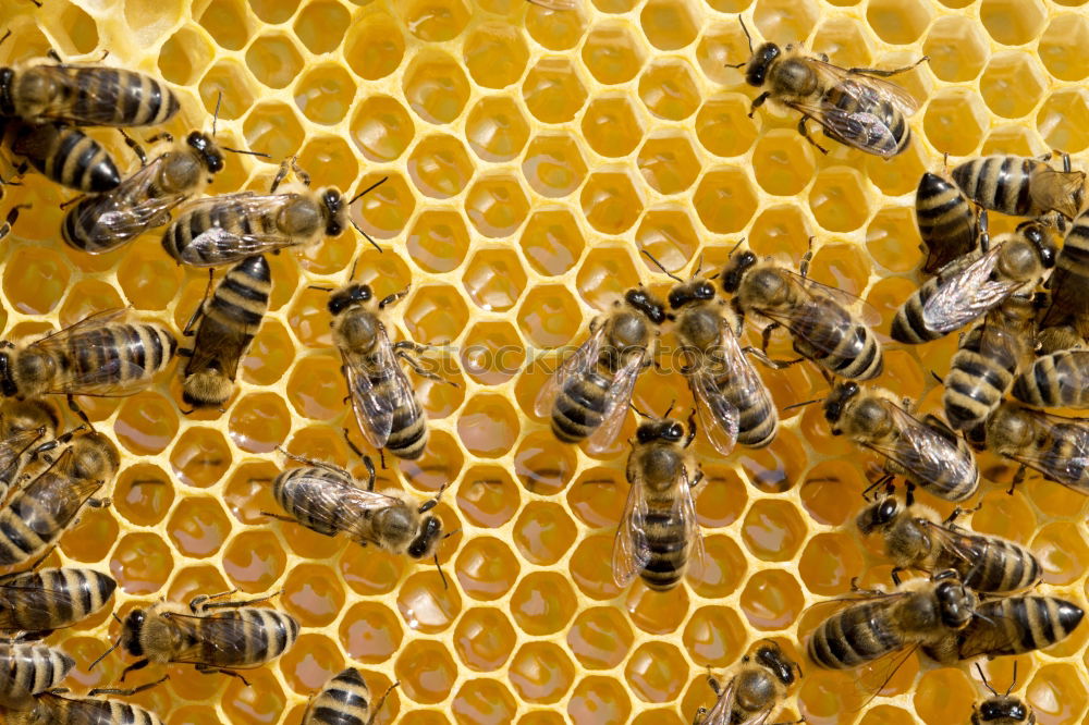 Similar – Image, Stock Photo Beekeeper and his bees