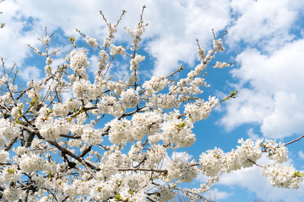 Similar – Image, Stock Photo beginning of spring Spring