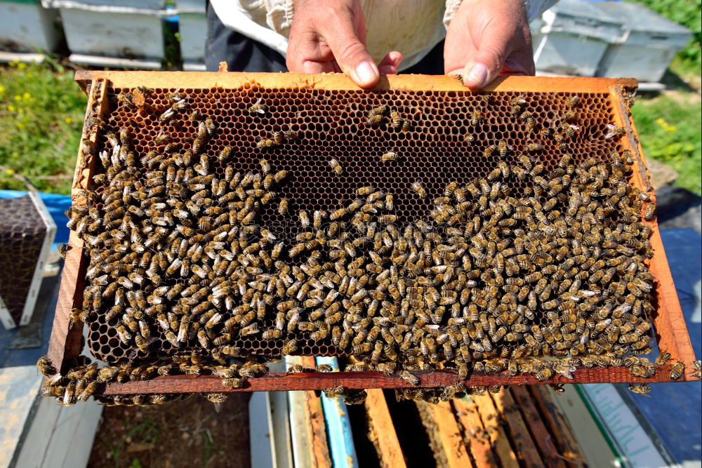 Similar – Beekeeper scrapes honey from a honeycomb