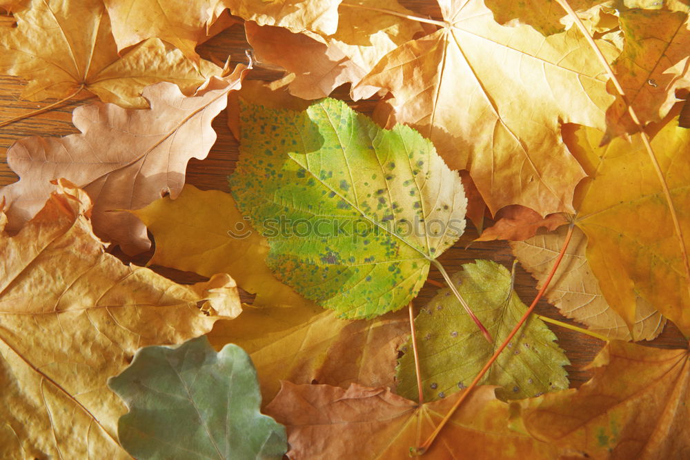 Similar – Image, Stock Photo Autumn info Environment