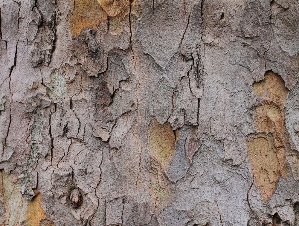 Similar – Mein Freund, der Baum